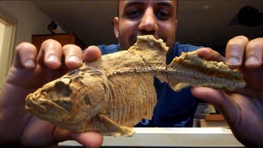 أقدم سمكة رنجة في مصر عمرها 30 مليون سنة.. عالم يكشف
